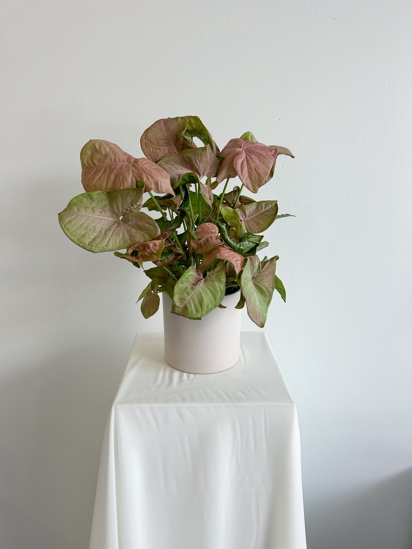 Syngonium Red Heart - Potted Indoor Plant