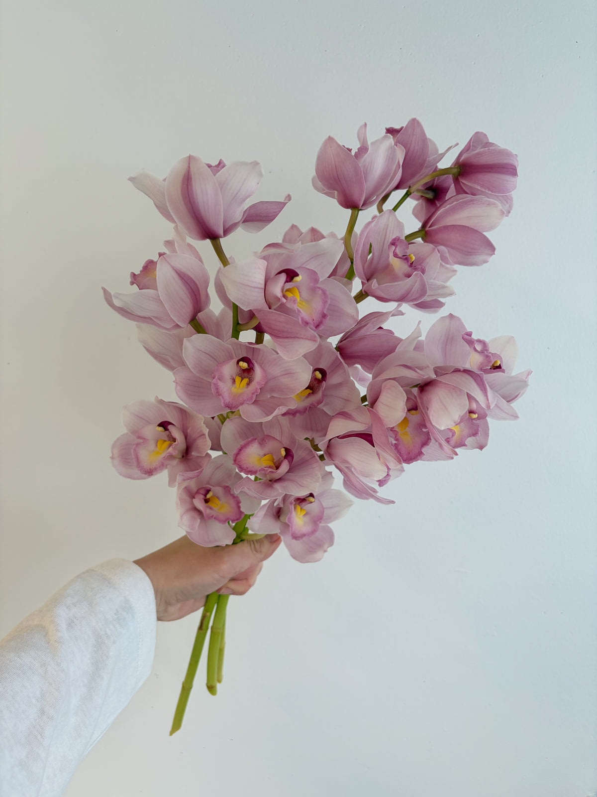 Cymbidium Orchids En Masse