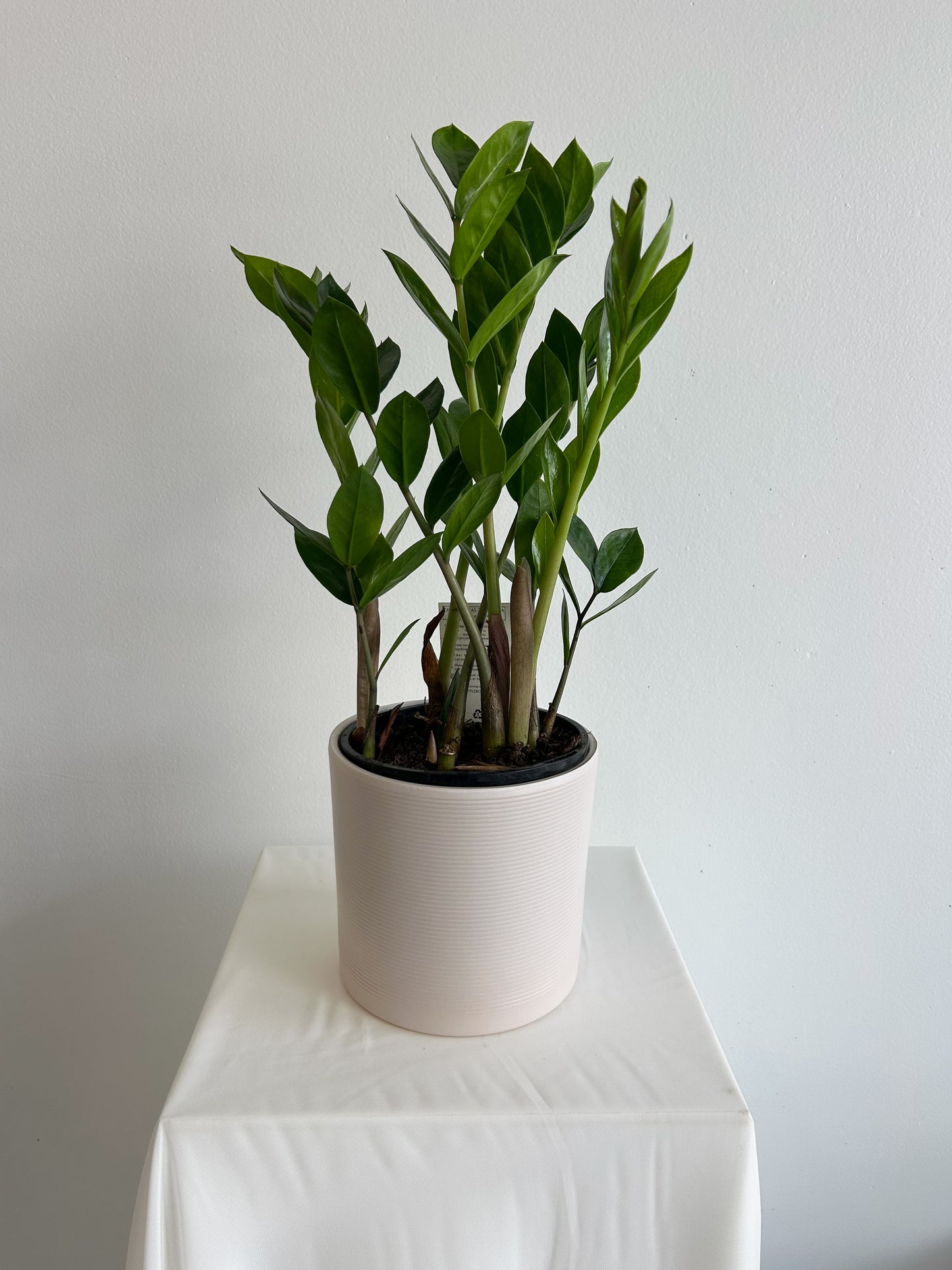 Zanzibar Gem (ZZ plant) - Potted Indoor Plant