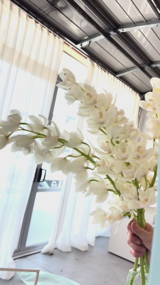Cymbidium Orchids En Masse